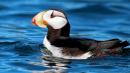 perfect horned puffin